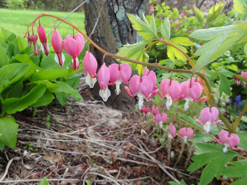 Dicentra spectabilis