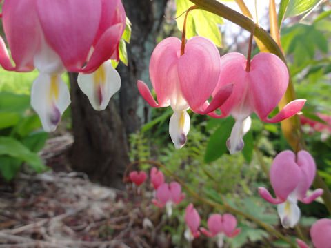 Dicentra spectabilis