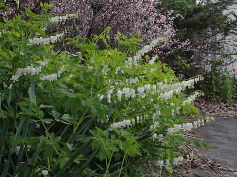 Dicentra spectabilis