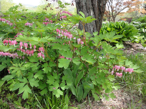 Dicentra spectabilis