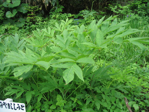 Angelica matsumurae f. muratae