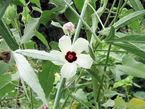 Hibiscus cannabinus