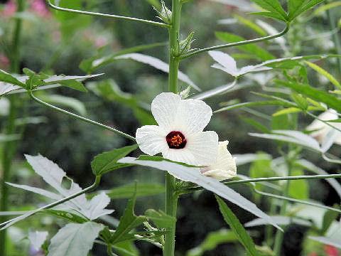 Hibiscus cannabinus