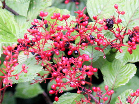 Viburnum plicatum var. plicatum f. glabrum