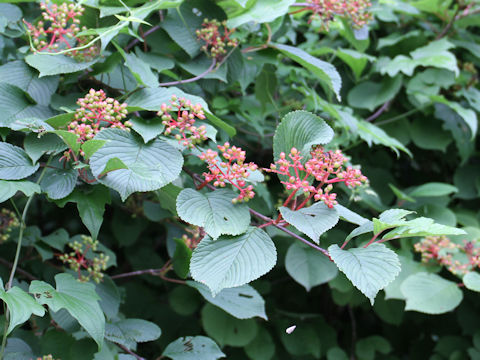 Viburnum plicatum var. plicatum f. glabrum