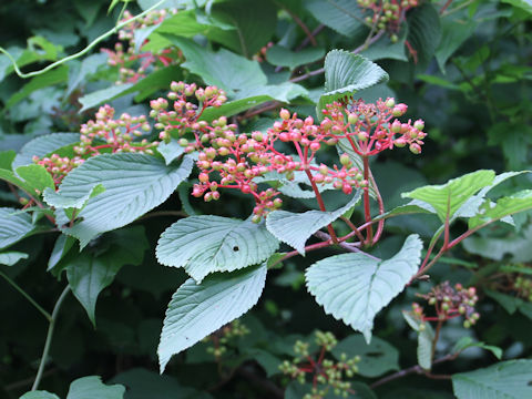 Viburnum plicatum var. plicatum f. glabrum