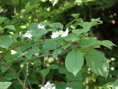 Viburnum plicatum var. plicatum f. glabrum