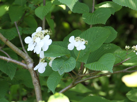 Viburnum plicatum var. plicatum f. glabrum
