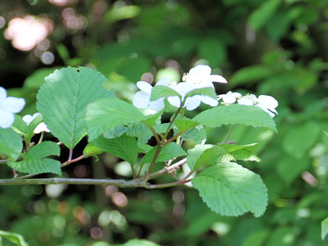 Viburnum plicatum var. plicatum f. glabrum