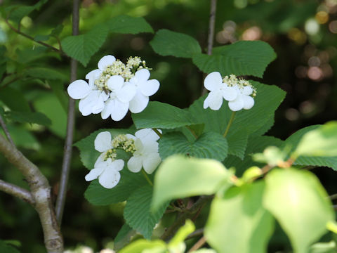 Viburnum plicatum var. plicatum f. glabrum