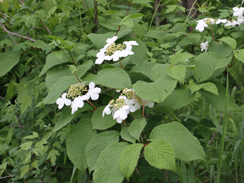 Viburnum plicatum var. plicatum f. glabrum