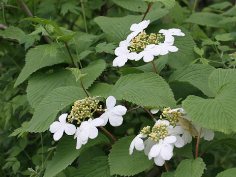 Viburnum plicatum var. plicatum f. glabrum