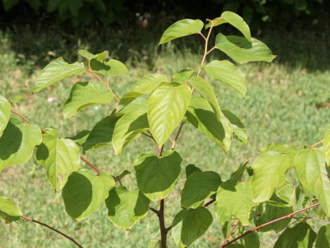 Hovenia dulcis