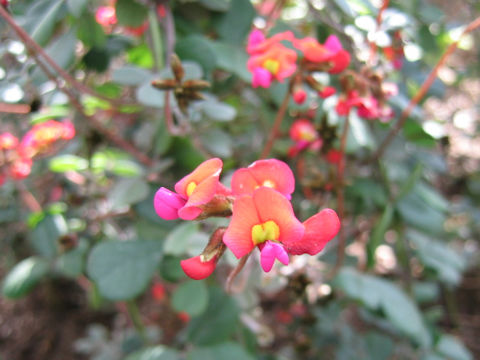 Kennedia prostrata