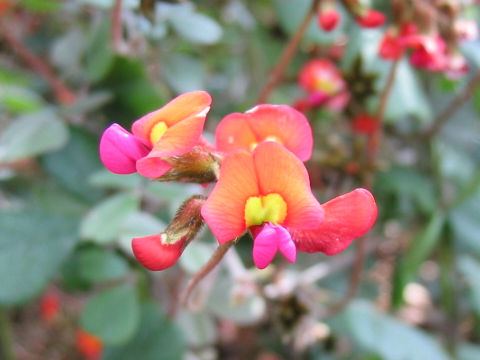 Kennedia prostrata