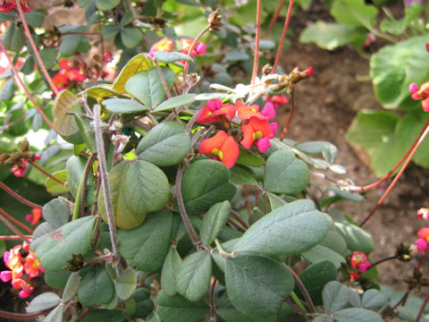 Kennedia prostrata