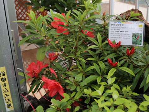 Rhododendron scabrum