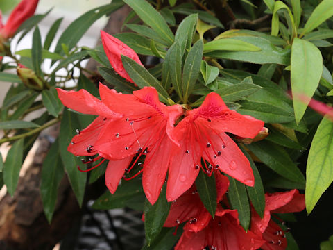 Rhododendron scabrum