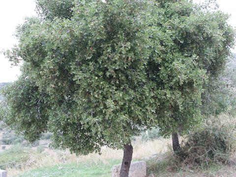 Quercus coccifera