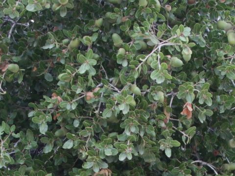 Quercus coccifera