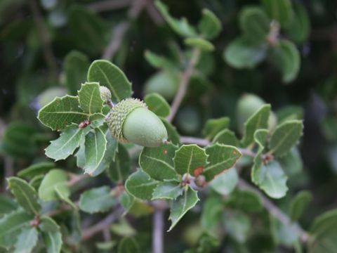 Quercus coccifera