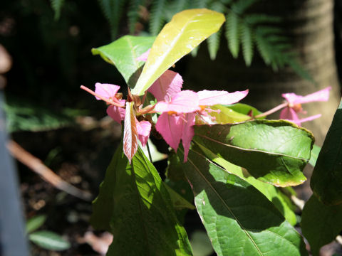 Dalechampia roezliana