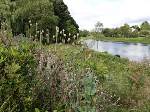 Papaver somniferum