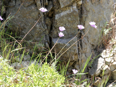 Papaver somniferum