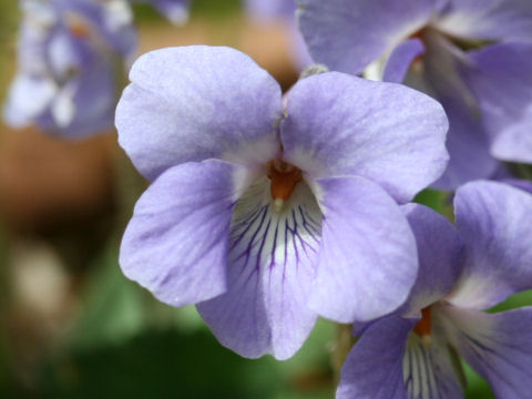 Viola grypoceras f. pubescens