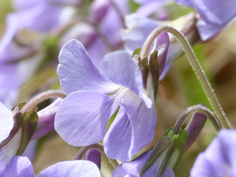 Viola grypoceras f. pubescens