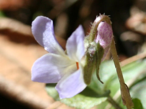 Viola grypoceras f. pubescens