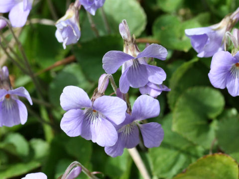 Viola grypoceras f. pubescens