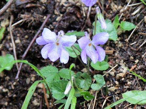 Viola grypoceras f. pubescens