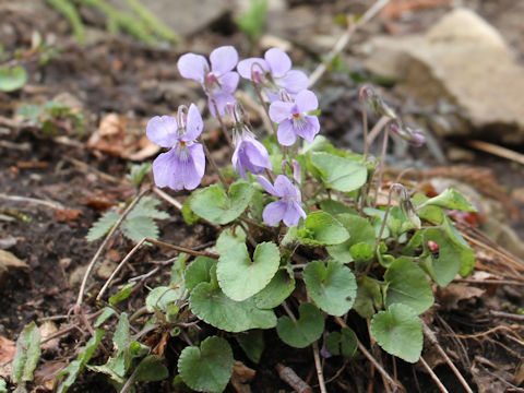 Viola grypoceras f. pubescens