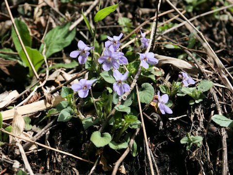 Viola grypoceras f. pubescens