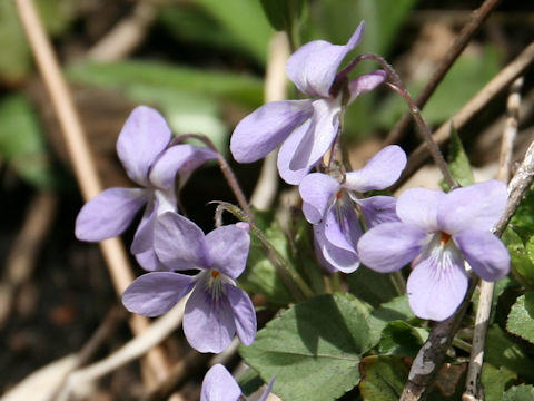 Viola grypoceras f. pubescens