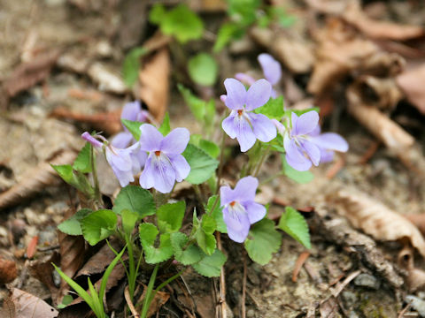 Viola grypoceras f. pubescens