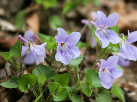 Viola grypoceras f. pubescens