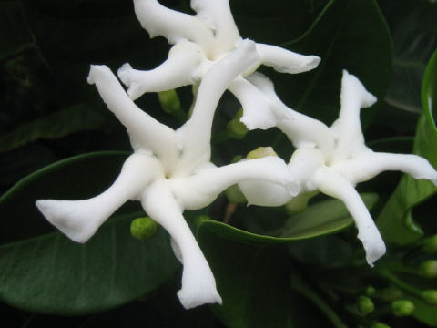 Trachelospermum jasminoides var. pubescens