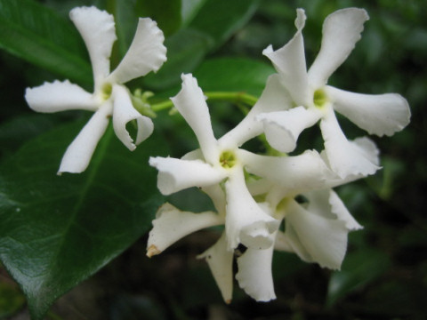 Trachelospermum jasminoides var. pubescens