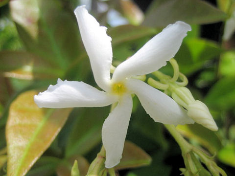 Trachelospermum jasminoides var. pubescens