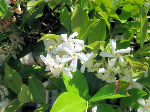 Trachelospermum jasminoides var. pubescens