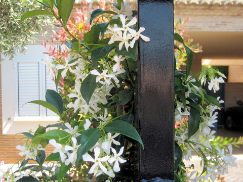 Trachelospermum jasminoides var. pubescens