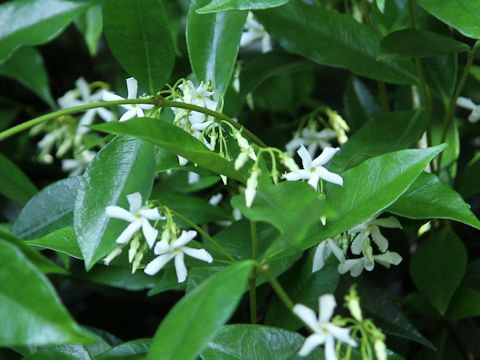 Trachelospermum jasminoides var. pubescens