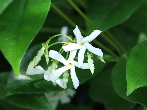 Trachelospermum jasminoides var. pubescens