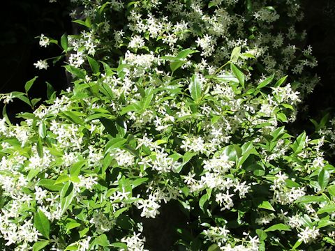 Trachelospermum jasminoides var. pubescens