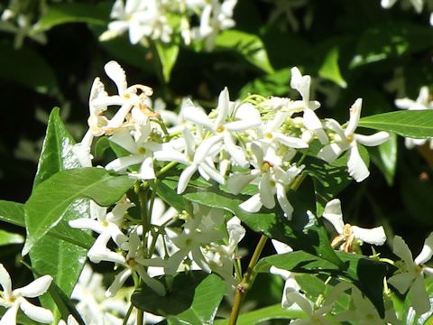 Trachelospermum jasminoides var. pubescens