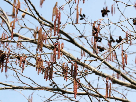 Alnus hirsuta