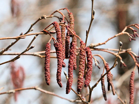 Alnus hirsuta