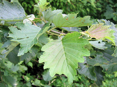 Alnus hirsuta